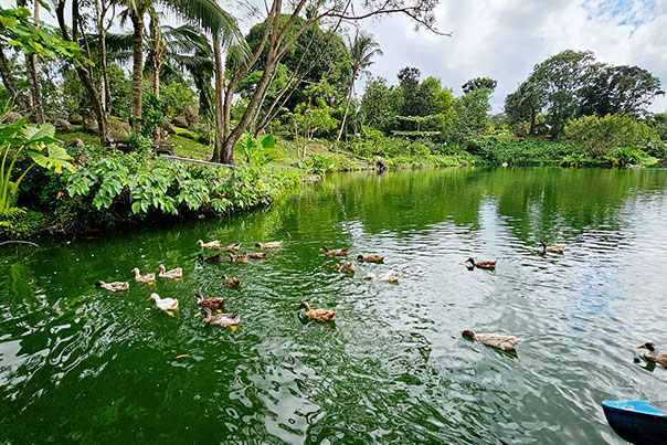 A pleasant of view the ducks paddling on water