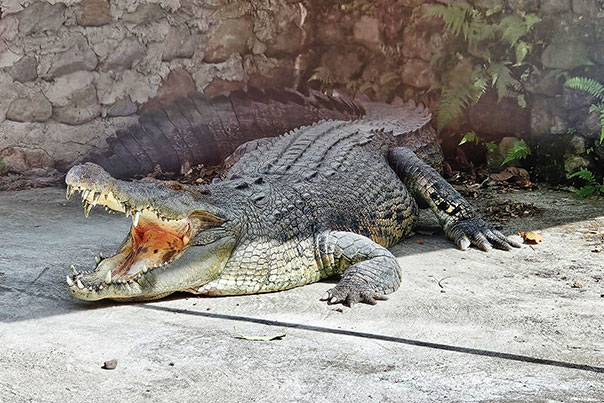 A large crocodile with its mouth wide open