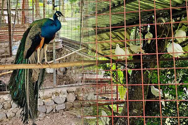 the birds of Bantug Lake Farm
